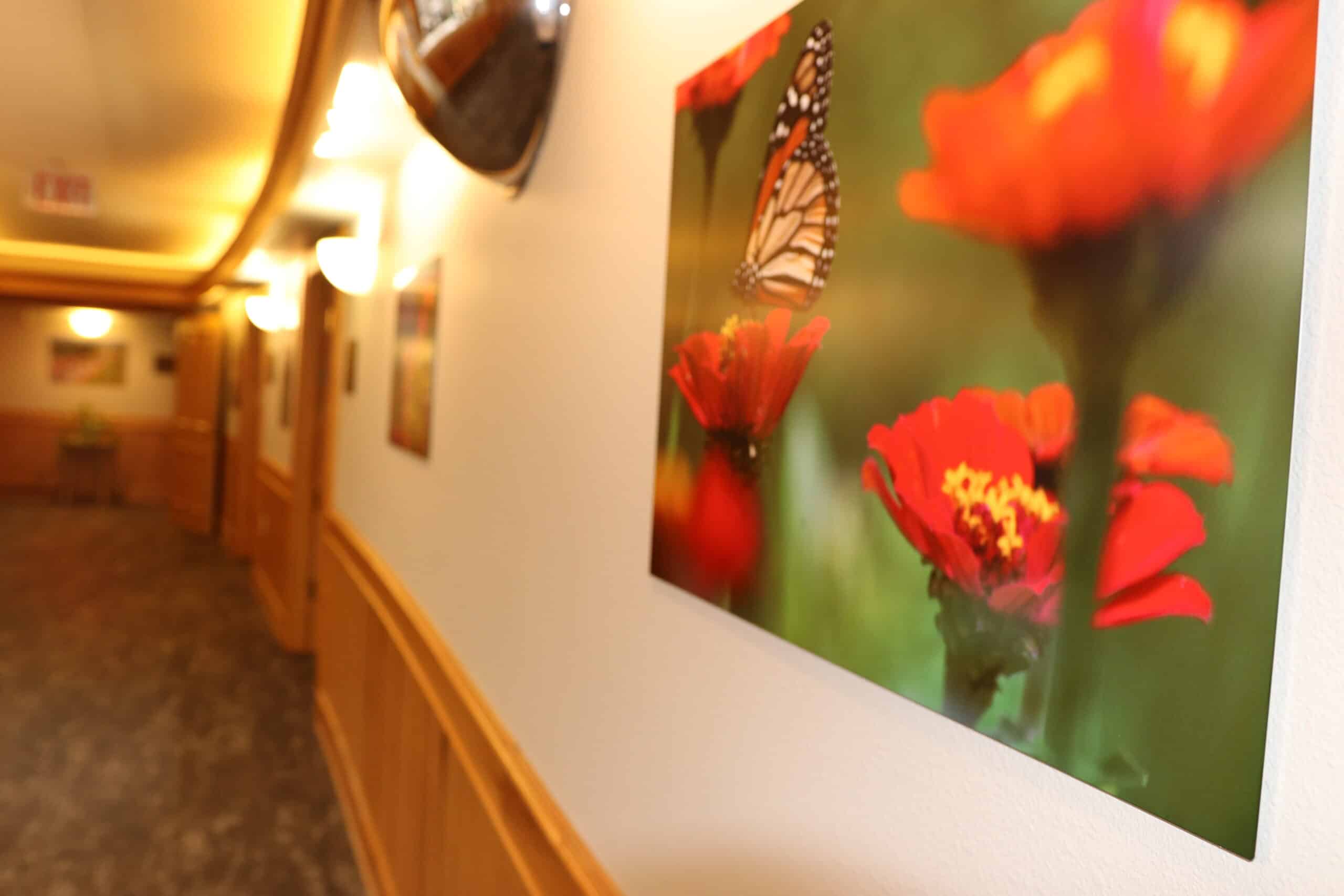 hallway with monarch butterfly photo