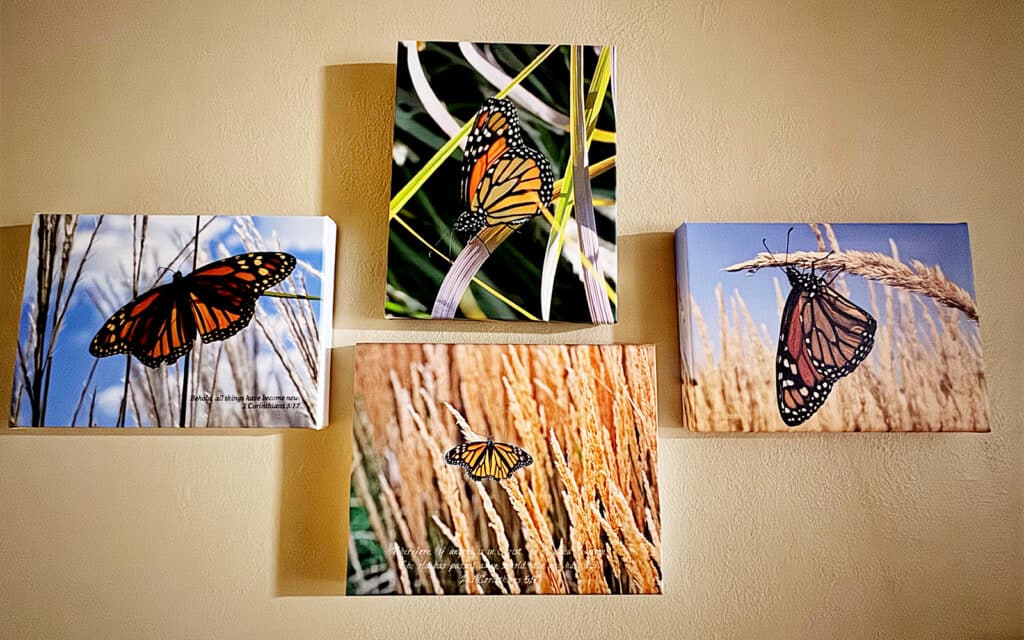 Butterfly photo wall